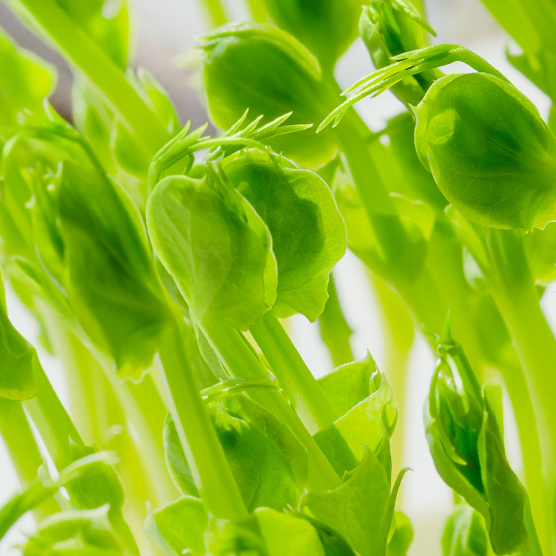 Anagain™ Pea Sprout Extract