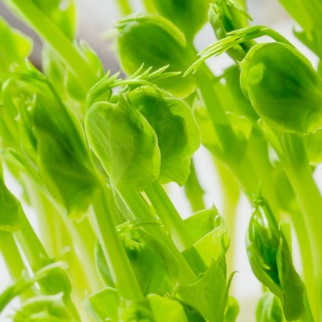 Anagain™ Pea Sprout Extract