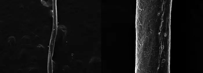 Peptides for hair growth