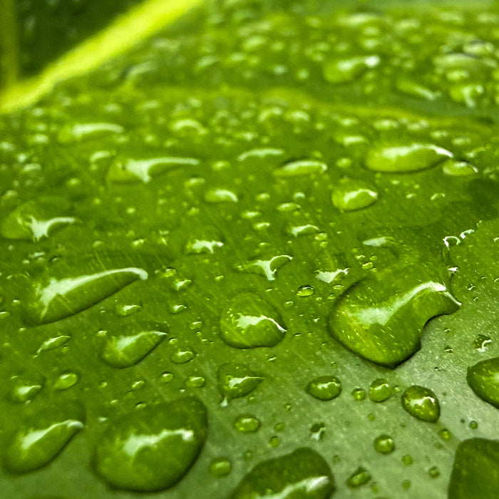 Saw Palmetto Extract