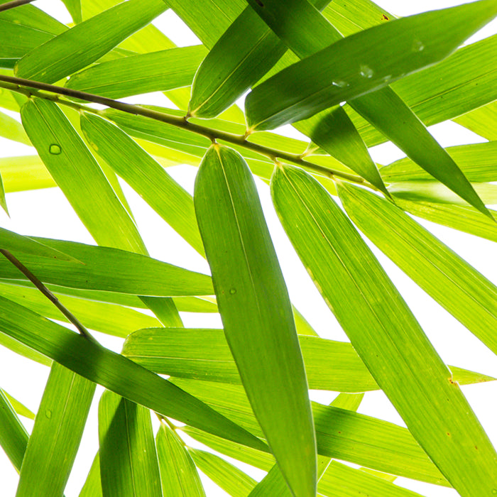 Organic Bamboo Extract